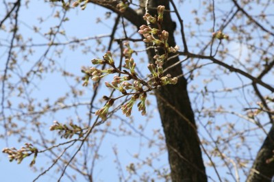 水天宮の桜