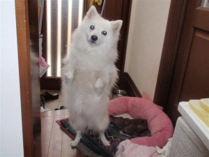 みかんくれよぉ！