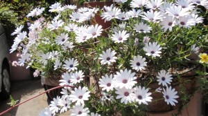 伊藤家　その２