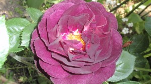 伊藤家　その５