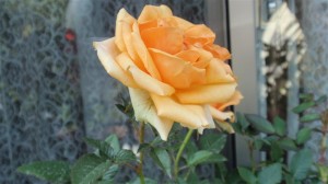 伊藤家　その６