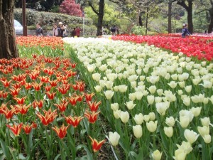 束の間の「美」