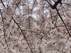 20110407(1) 20110407(1)